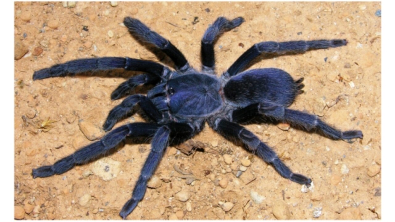 Phlogiellus johnreylazoi