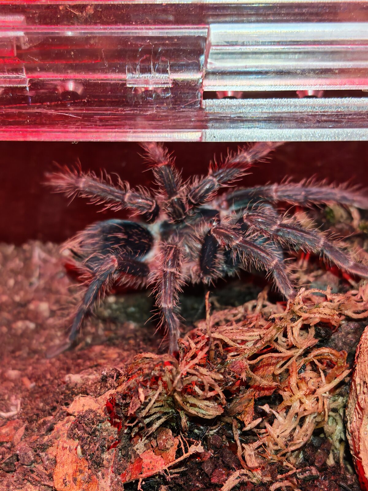Phormictopus atrichomatus