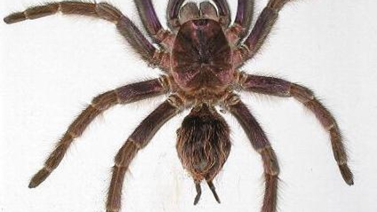 Phormictopus cancerides