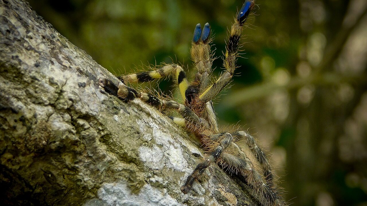 Poecilotheria fasciata