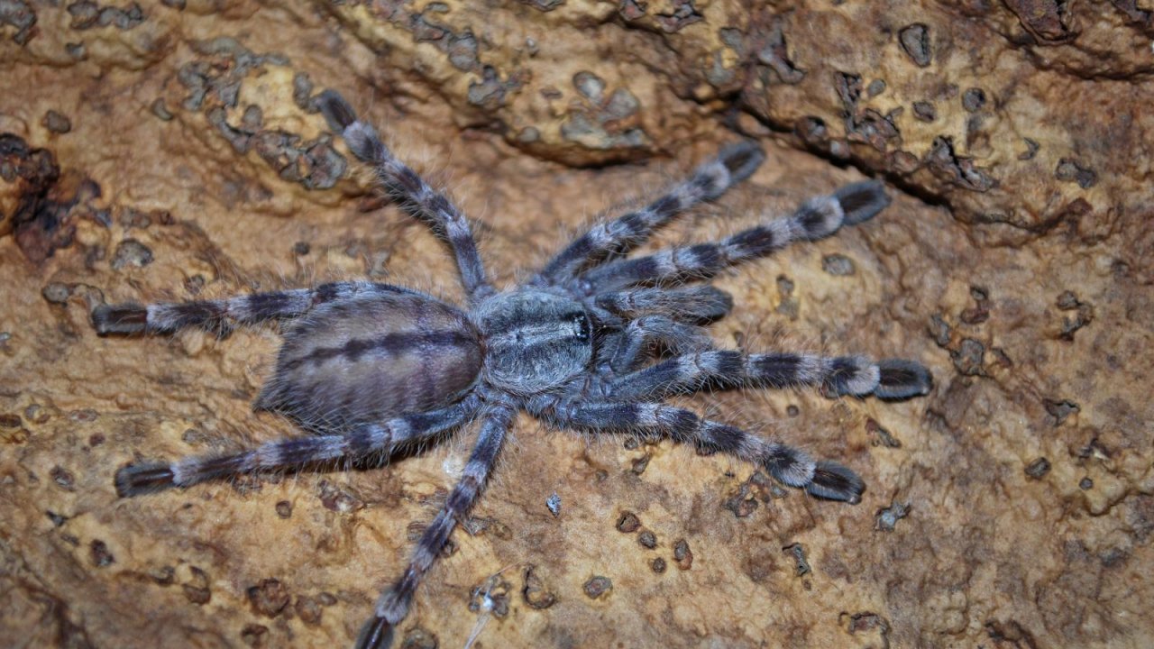 Poecilotheria formosa