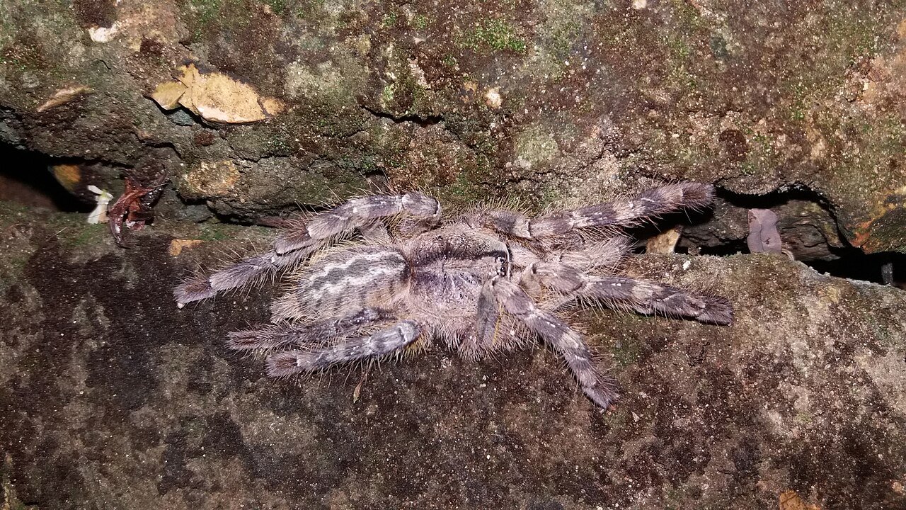 Poecilotheria hanumavilasumica