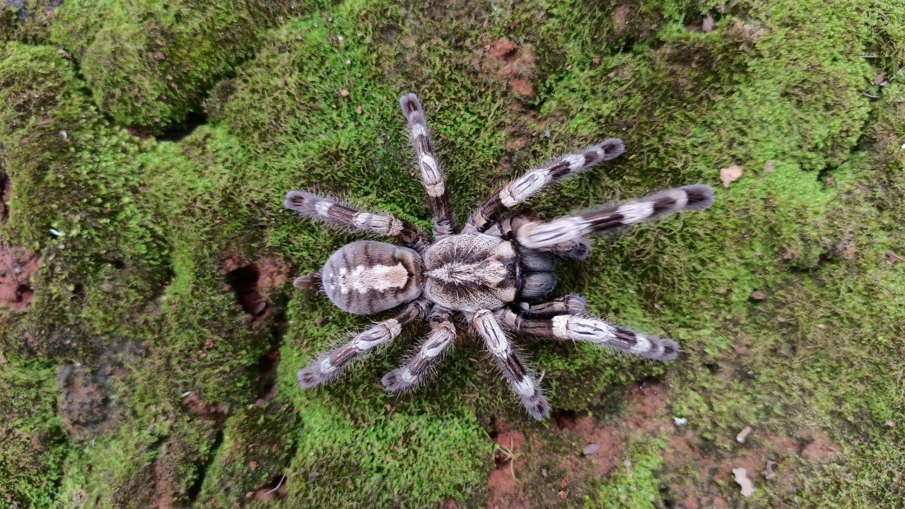 Poecilotheria miranda