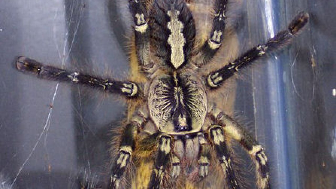Poecilotheria ornata