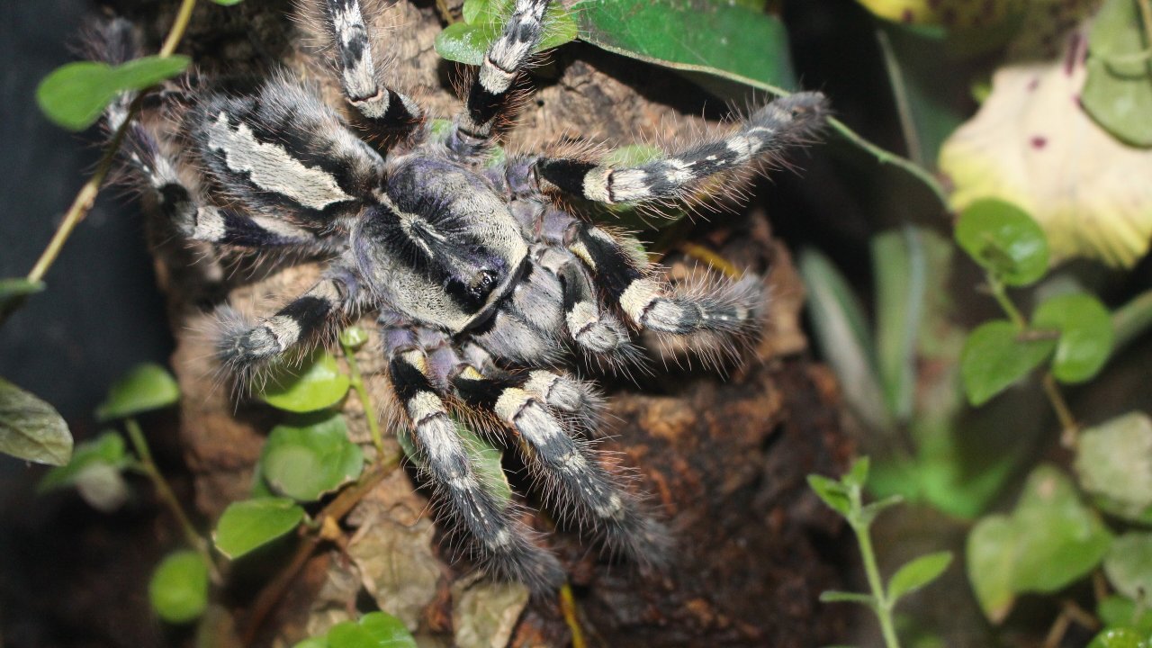 Poecilotheria striata