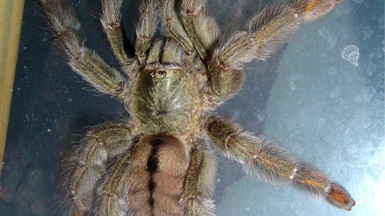 Psalmopoeus cambridgei