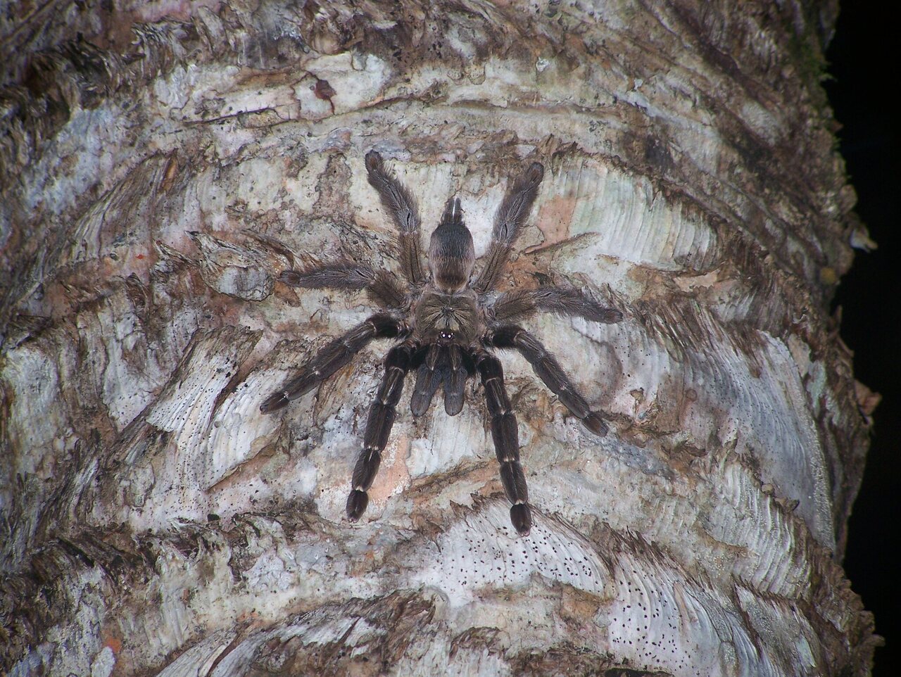 Psalmopoeus reduncus