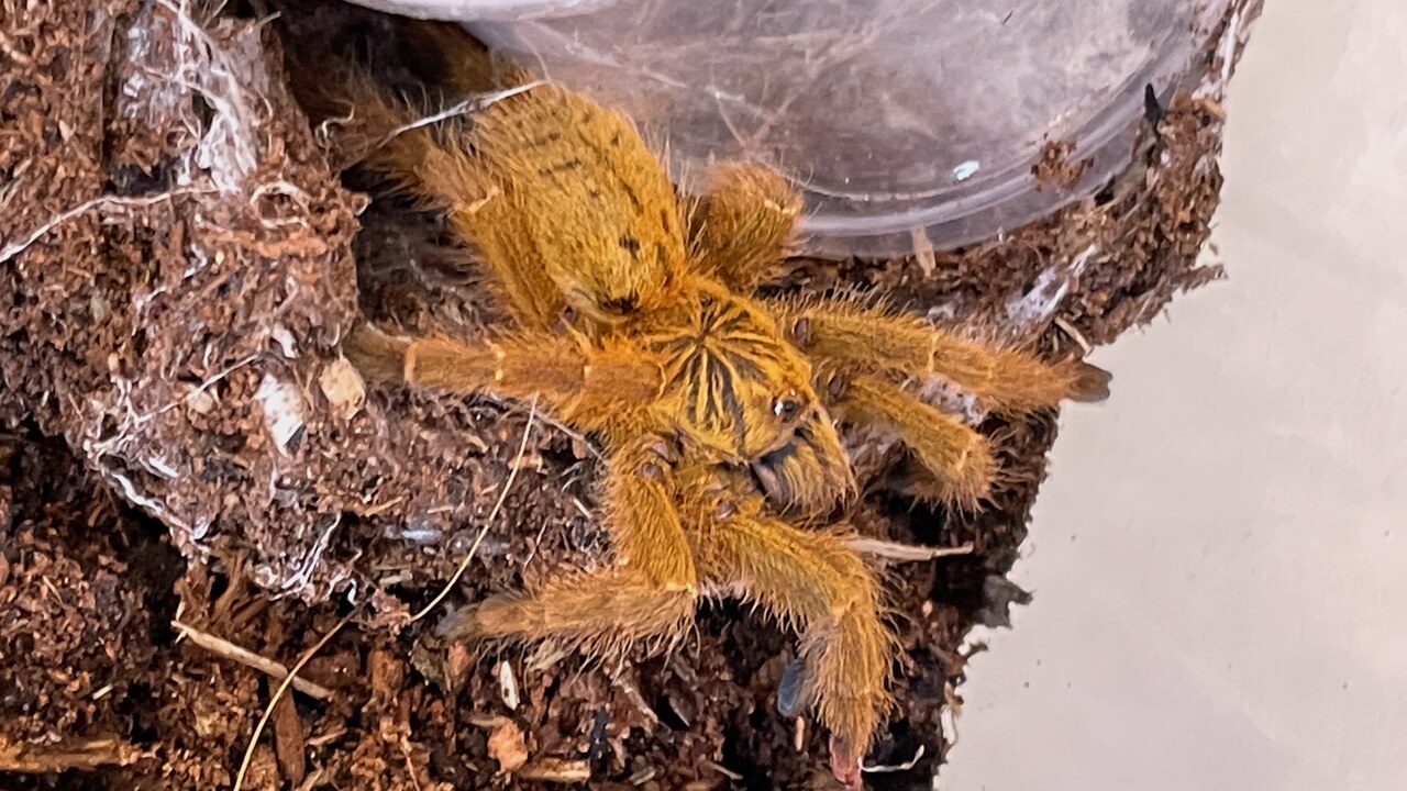 Pterinochilus murinus TCF