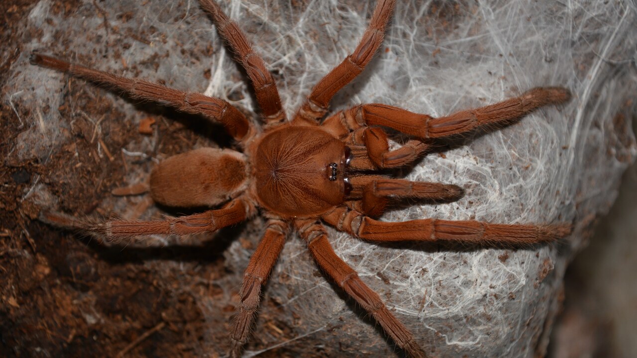 Selenobrachys philippinus