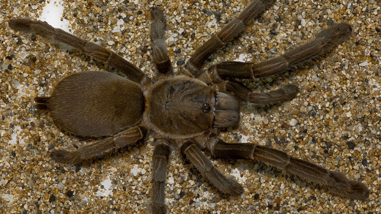 Selenocosmia crassipes