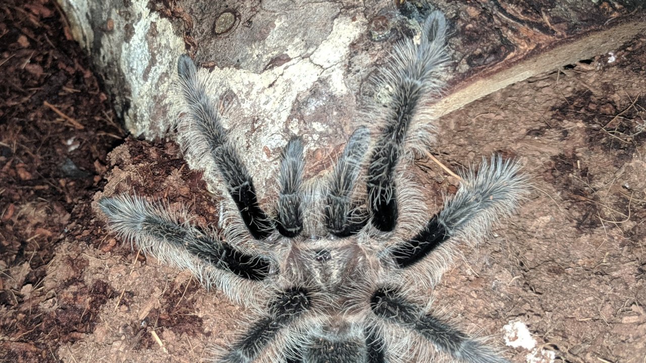 Tliltocatl albopilosus