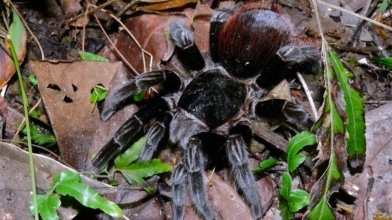 Tliltocatl vagans