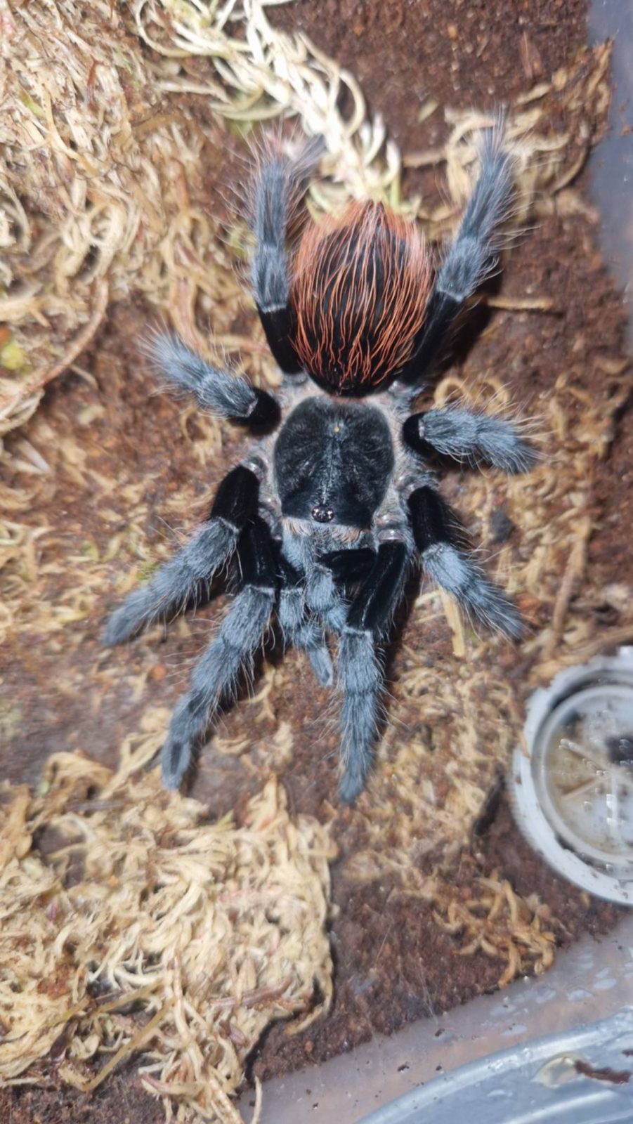 Scratchy