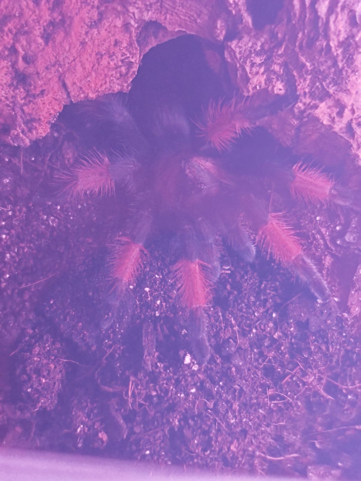 Spinderella